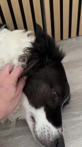 A close-up shot of a border collie dog lying down indoors on a light-colored wooden floor. A person's hand, with painted fingernails, is gently stroking the dog's head, specifically near its ear. The dog has black and white fur, with a black marking covering its eyes and extending to its ears. The background features vertical wooden slats, possibly part of a wall or furniture. The lighting is soft, highlighting the dog's fur and the texture of the floor and background. The dog appears relaxed.