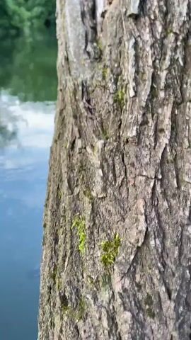 The video begins with a close-up of tree bark, then pans to reveal a tranquil river flowing through a lush forest. The camera continues to move, showing the river winding its way through dense greenery. In the distance, a majestic mountain range emerges, silhouetted against a soft, hazy sky. Sunlight filters through the leaves, casting dappled patterns on the water's surface, creating a serene and picturesque landscape.