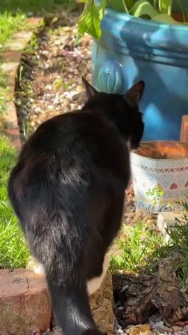 A short video shows a black and white cat in a sunlit garden. The cat, appearing to be a tuxedo cat with a thick black tail, is initially seen from behind, sitting on a reddish-brown brick border adjacent to a grassy area. It has glossy black fur with white hind paws and some white visible on its lower body. To the right of the cat, a large blue ceramic pot containing a plant and a smaller, patterned decorative pot are situated on a bed of gravel. After a brief moment, the cat stands up and walks towards the left side of the frame, moving along the brick border before stepping onto the gravel. It then proceeds to walk behind the large blue pot, its black tail swaying gently. The garden is brightly lit by sunshine, suggesting it is daytime with clear weather. No text is visible in the video.