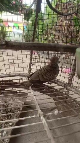 A bird is perched on a metal grate inside a wire cage. The bird is brown and gray with stripes on its chest and wings. It is looking to the right. The cage is made of wire mesh and has a metal frame. The ground outside the cage appears to be dirt or sand. In the background, there are some colorful objects, possibly decorations or buildings, and some green foliage. The lighting suggests it is daytime.
