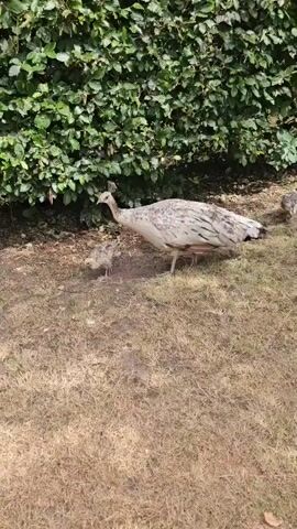 A white peacock with black spots and a baby peacock walk on dry grass in front of a dense green hedge. The adult peacock is larger and walks slightly ahead of the smaller baby peacock. The scene is outdoors, with sunlight filtering through the leaves of the hedge. The camera is positioned at a medium distance, capturing the two birds as they move across the frame.