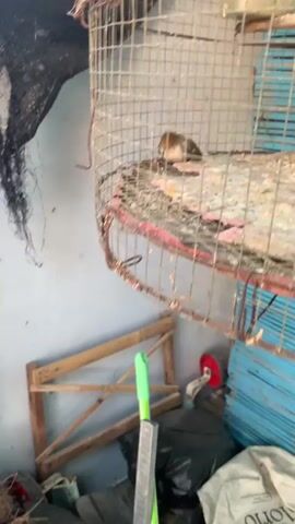 The video shows a small bird inside a metal cage. The cage is round and appears to be old and somewhat rusted. The floor of the cage is covered in debris, possibly food scraps and droppings. The bird, which is mostly green with some brown and red markings, is perched on the cage floor, looking towards the camera. There is a water dispenser attached to the side of the cage. The background is out of focus but appears to be an indoor or sheltered area with blue and white striped walls. The lighting is dim.
