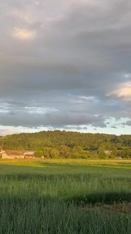 A video shows a field of tall green grass with buildings and trees in the background. The sky is cloudy and there is a hint of sunset colors. The camera pans across the landscape from right to left.