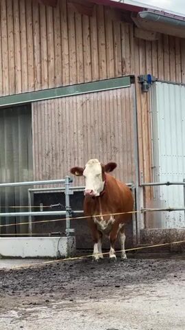 A brown and white cow stands in a muddy outdoor enclosure in front of a wooden barn. The cow is wearing a red collar and has ear tags. It is facing the camera, and its head is turned slightly to the left. The barn has wooden walls and a metal roof. There are metal fences and electric wires in front of the cow. The ground is covered in mud and dirt.