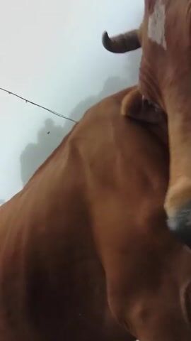 The video shows a close-up of a brown cow. The cow is facing the camera and appears to be sniffing. The background is blurry but appears to be an outdoor setting with some buildings and vegetation. The cow is tethered with a rope.