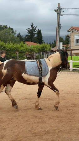 Woman trains horse in Montenegro paddock