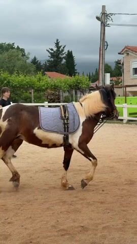 A young woman is lunging a brown and white horse in a sand paddock. The horse wears a training surcingle. The woman holds a lunge line and a lunge whip.  A brick house and a bright green generator are visible in the background. The sky is overcast.