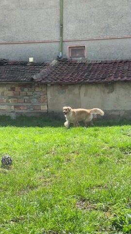 A golden retriever walks and runs across a grassy yard. The yard is partially in sunlight and partial shade. To the left of the retriever are the brick foundation and the roof of a small outbuilding. To the right of the retriever is a wooden fence. In the background is a light gray building.