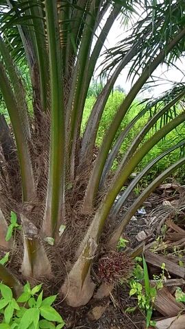 The video shows a close-up view of the base and fronds of an oil palm tree. The trunk is visible with fibrous material and a cluster of red palm fruits near the base. Green fronds extend outwards and upwards, with some fronds overlapping and creating a textured canopy. The background is blurred, but appears to be a natural outdoor environment with greenery and some dry debris on the ground. The camera moves slightly, offering different perspectives of the tree's structure.