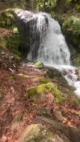 The video shows a waterfall in a forest. The waterfall cascades over rocks and into a stream below. The ground surrounding the waterfall is covered in moss and fallen leaves. The trees in the background are green and lush, suggesting a healthy and vibrant ecosystem.