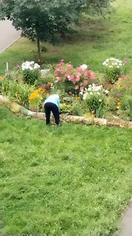 A person is tending to a flower garden. The person is wearing a light blue shirt and dark pants and is bent over, appearing to weed or perform some other gardening task. The garden is filled with a variety of colorful flowers, including pink, white, and yellow blooms, surrounded by lush green foliage. The garden bed is bordered by a low stone wall. In the background, there is a grassy area and a tree. The overall scene suggests a pleasant outdoor activity in a well-maintained garden.
