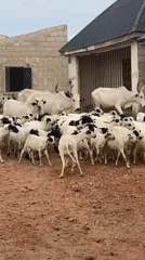 Daily life scenes documented in Adankolo, Nigeria community