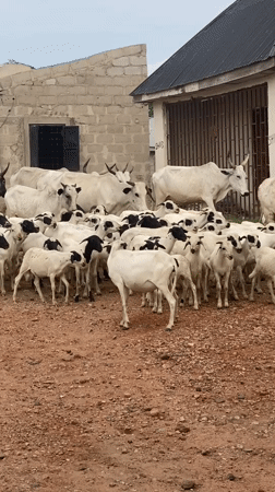 Daily life scenes documented in Adankolo, Nigeria community
