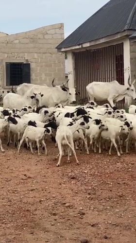 Daily life scenes documented in Adankolo, Nigeria community