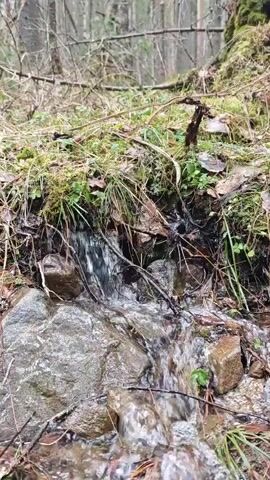 The video shows a small stream flowing down rocks in a forest. The stream is clear and water flows quickly over the rocks.  The banks are covered in moss, grass, and dead leaves.  There are trees in the background. The day appears overcast.