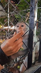 Visitors interact with caged monkeys in Cam Lâm, Vietnam