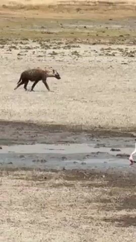 The video shows a hyena walking across dry grassy terrain towards a muddy puddle where two pink flamingos are foraging with their heads down. The hyena seems to be passing by the flamingos. The sky is not visible.
