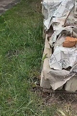 A small green lizard walks along a concrete structure covered with torn fabric and a brick. The structure is surrounded by green grass and dirt. The video is zoomed in on the lizard as it moves.