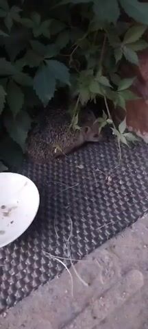 A hedgehog is shown partially hidden behind green foliage. The hedgehog is resting on a dark, textured mat. A white plate with some debris is visible on the left side of the mat. The background shows a brick wall.