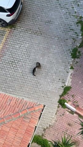 The scene, captured from a high-angle perspective, shows two cats interacting on a paved area. The cats, one with a darker coat and the other with a lighter one, appear to be grooming each other. The paving is made of gray interlocking bricks. A white car is parked in the upper left corner of the frame, partially visible. A building with a red tiled roof is in the lower left. Vegetation is growing in the cracks of the pavement and along the edges of the paved area.