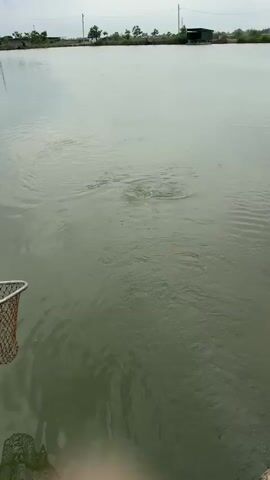 The video shows a body of water, possibly a pond or lake, from a low angle. The water surface is murky and green, with ripples and disturbances indicating activity beneath the surface. A fishing bobber is visible near the center of the frame, and a fishing net is positioned in the lower left corner. The background shows a horizon line with trees and a small building or structure. The overall impression is of a fishing scene where a fish is potentially caught on the line.