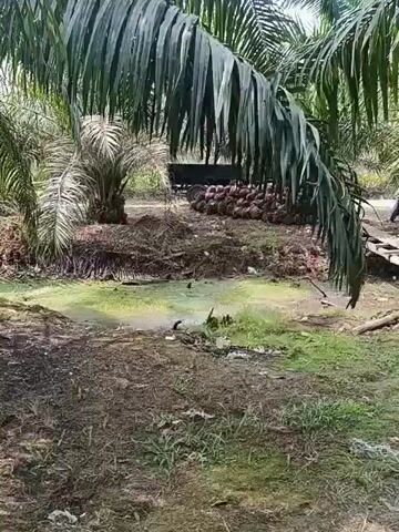 The video shows a palm oil plantation. In the foreground, there is a muddy area with green algae and some trash. In the background, there is a pile of harvested palm oil fruits next to a trailer. Palm trees are visible throughout the scene. The scene is outdoors and appears to be during the day.