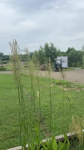 The video opens with a close-up of tall, green plants with seed heads in the foreground. The background is a rural scene with a tractor parked on a dirt path. To the left of the tractor is a large round bale of hay. To the right of the tractor is a white sign with text and graphics. Green grass surrounds the dirt path, and trees are visible in the distance under a cloudy sky. The camera zooms out slightly, bringing the tractor and sign into clearer focus. A person is partially visible to the far left of the frame, near the hay bale. The overall scene is that of an outdoor rural or agricultural setting.