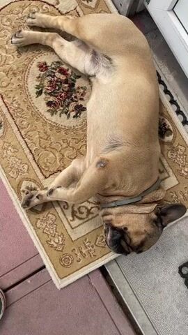 A light brown French bulldog lies on its back on a rug. The rug has a floral pattern with red and green flowers on a beige background. The dog's head is turned to the right and its eyes are closed. Its front legs are extended and its back legs are bent. The dog is wearing a gray collar. The rug is on a patio or porch, with a white door in the background.