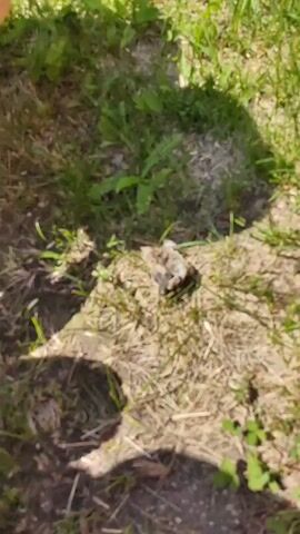 The media file shows a close-up, overhead view of a dead baby bird lying on the ground amongst dry grass and green foliage. The bird is small, with visible feathers and limbs. The scene appears to be outdoors, with sunlight casting shadows on the ground, suggesting it is daytime. The setting is natural, likely a park, garden, or field, given the presence of grass and plants. There are no people visible, and the focus is entirely on the deceased bird. The overall impression is one of somberness, highlighting the fragility of life. The timestamp at the beginning of the file indicates the media was recorded around 00:00 and 00:01, with spoken audio in Russian, possibly discussing events from two days prior. There is no visible text within the video itself.