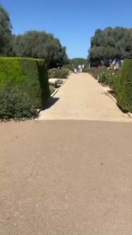 The camera focuses on a stone-paved pathway in a garden with manicured hedges and rose bushes on either side. The path leads to a group of people walking in the distance, under a clear, blue sky. Trees are visible beyond the hedges and rose bushes. The foreground consists of a ground covered in light brown gravel. The scene is brightly lit.