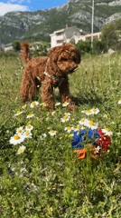 Puppy explores wildflower field in Montenegro countryside