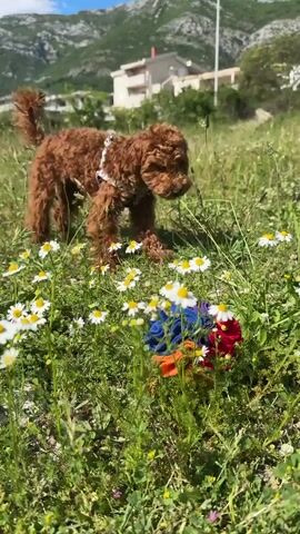 A brown puppy is exploring a field of wildflowers. The dog is wearing a harness. In the foreground, there is a colorful toy laying among the flowers. In the background, there is a building and a mountain range. The sky is blue with a few clouds. The puppy walks, stops, looks around, and then playfully nudges the toy with its nose.