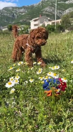 Puppy explores wildflower field in Montenegro countryside
