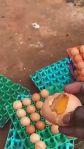 A hand holds a cracked egg over a green egg crate filled with brown eggs. The egg has a hole in the shell, revealing the yolk. The hand is dark-skinned. The egg crate is sitting on reddish dirt. Behind the hand and crate, a shovel lies on the ground. The camera then pans upward to show a chicken coop constructed from wire mesh. Chickens are visible inside the coop. Vegetation is visible in the background.