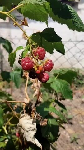 A close-up shot focuses on a cluster of ripe raspberries hanging from a leafy branch. The berries are a deep red, with some showing yellow and green unripe fruits interspersed. The background is blurred, but hints at an outdoor setting with a wire fence and a white structure, possibly a wall or building. The lighting suggests it is daytime. The camera slightly shifts, causing a slight blur and change in focus.