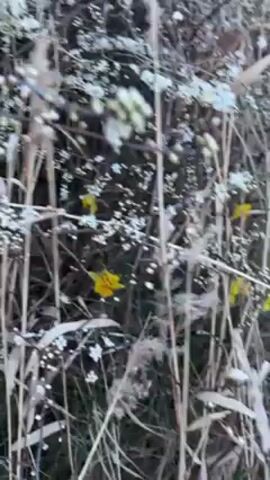 The video shows a close-up view of dry, tall grasses and branches with some small white berries and a few yellow flowers. The camera moves slightly, panning across the scene, revealing a wider field of similar dry grasses and vegetation in the background. The overall lighting is dim and appears to be overcast.