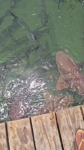 A school of sharks swims in clear green water near a wooden dock. The sharks are various shades of brown and grey, with some appearing larger than others. The water is shallow enough to see the bottom in some areas. The sharks are actively swimming and interacting with each other, with one shark in the foreground appearing to be moving towards the viewer.