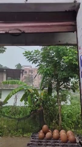 The video, filmed outdoors, shows a cloudy, overcast sky, suggesting an impending or ongoing rain shower. In the foreground, lush green foliage, including banana leaves and other dense vegetation, dominates the scene. A hint of what might be a wooden window frame is visible at the top of the shot. Behind the greenery, a multi-story building under construction is visible. The building appears to be made of brick and concrete, with exposed structural elements and unfinished sections. The overall atmosphere is one of natural growth contrasted with human construction, possibly during a period of rain.