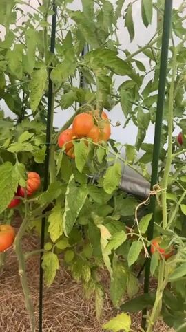 A video shows a close-up view of tomato plants growing in a greenhouse. Several clusters of ripe red and orange tomatoes hang from the branches. The leaves of the plants are a vibrant green, with some showing signs of yellowing. The plants are supported by dark green stakes, and straw covers the ground beneath them. The background is a blurry white, suggesting the interior of a greenhouse. The camera pans slowly across the plants, focusing on the tomatoes and foliage. There are no people or animals visible in the video.