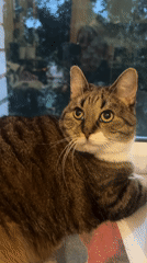 Tabby cat on a plant-filled windowsill in Shushary