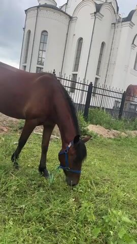A brown horse with a blue halter is grazing in a grassy area. Behind the horse, a large white building with golden domes and crosses is visible. The building appears to be a church. A black metal fence separates the horse from the church. The sky is cloudy.