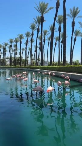 A clear, sun-drenched outdoor scene features a group of approximately 25-30 pink flamingos standing and wading in a tranquil, turquoise-blue body of water. Most of the flamingos are either standing upright or have their heads dipped into the water, possibly feeding. Their plumage ranges from light pink to a more vibrant coral.

The water surface is smooth, creating clear reflections of the tall, slender palm trees that line both sides of the water feature in the background. These palm trees stand tall against a bright, cloudless blue sky, indicating a sunny day. A manicured green hedge runs along the edge of the water behind the flamingos.

In the distant background, a white building or structure is visible, along with more palm trees. A white sign with dark lettering is partially visible on the far side of the water, but the text is too distant and unclear to be read. The overall setting suggests a well-maintained resort or park environment in Palm Desert, United States of America.