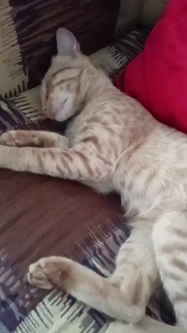A ginger tabby cat is sleeping on a patterned couch with a red pillow behind it. The cat is curled up on its side, with its eyes closed and its paws tucked in. The lighting is dim.