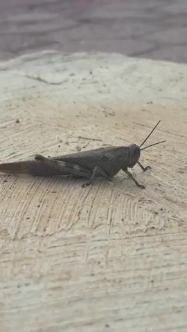 The video shows a static shot of a brown grasshopper on a textured concrete surface. A finger briefly enters the frame, then retracts. The grasshopper remains still throughout the short clip. The background is blurred, suggesting a shallow depth of field.