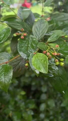This media file is a close-up, vertical shot of a leafy plant with small, developing berries and red buds. The leaves are a deep, glossy green and appear wet, suggesting recent rain. Tiny water droplets are visible on the leaves and berries. The background is a soft, blurred expanse of more green foliage, indicating an outdoor setting, likely a garden or natural environment. The lighting is diffused, suggesting an overcast day or shade. The focus is sharp on the foreground plant, with the background providing a bokeh effect. No people or animals are visible. The overall mood is tranquil and natural, highlighting the details of plant life after a rain shower. The location context provided is Vostochny District, Russia.