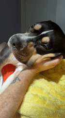 Dog with distinctive markings rests on tattooed arm in Tel Aviv