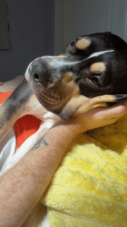 Dog with distinctive markings rests on tattooed arm in Tel Aviv