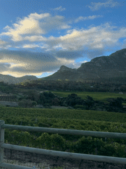 Cape Town vineyard views with Table Mountain backdrop captured