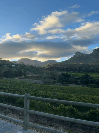 Cape Town vineyard views with Table Mountain backdrop captured