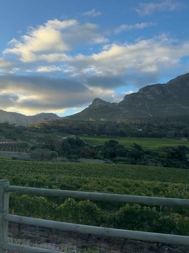Cape Town vineyard views with Table Mountain backdrop captured